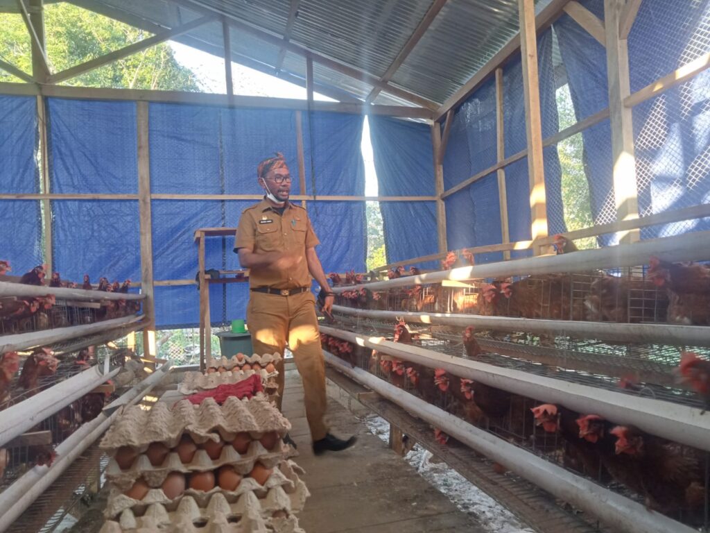 Dorong Kemandirian Ekonomi Desa, Kabid DPMD Buton Selatan Tinjau Usaha Ayam Petelur BUMDes Lawela Selatan